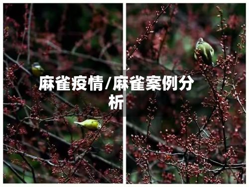 麻雀疫情/麻雀案例分析-第2张图片